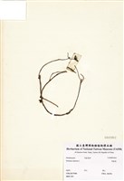 藏品(馬齒莧)的圖片